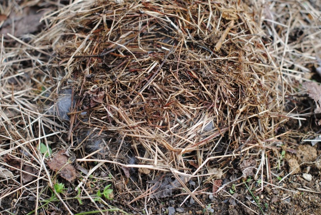 rabbit-nest-empty-meuse