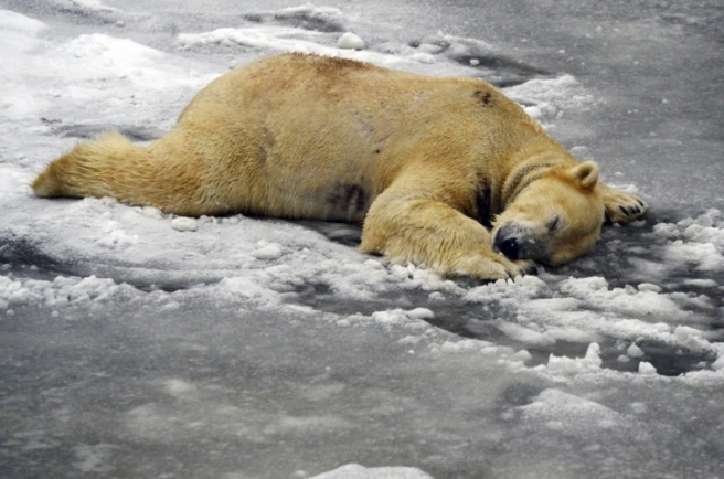 bear-nap-zoo