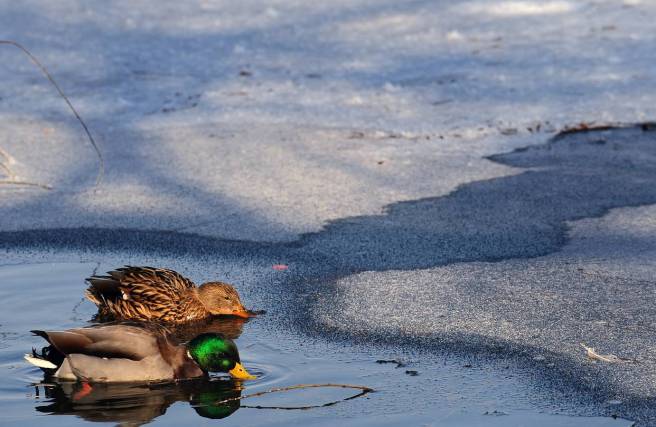 duck-cold-winter