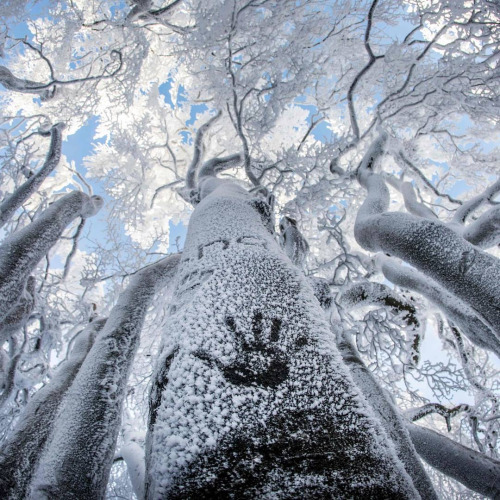 tree-cold-winter