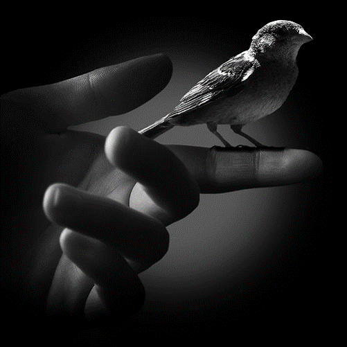 bird-in-hand-jpg