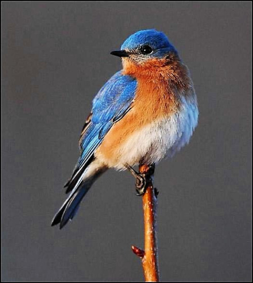bird-bluebird