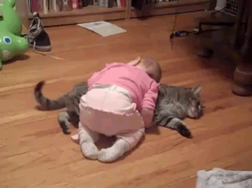 cat, baby,cute,adorable,gif