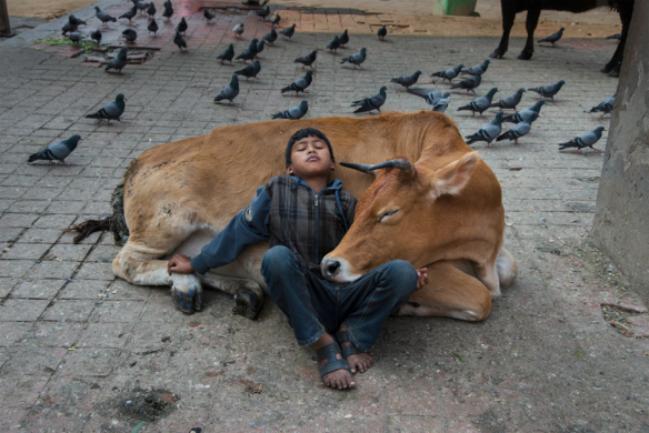DSC_5311_sf. Nepal, 11/2013. Young boy is resting on a cow.